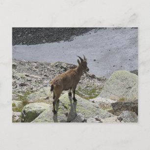 Ibex Chamonix French Alps Briefkaart