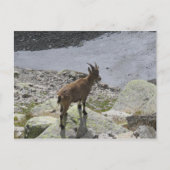 Ibex Chamonix French Alps Briefkaart (Voorkant)
