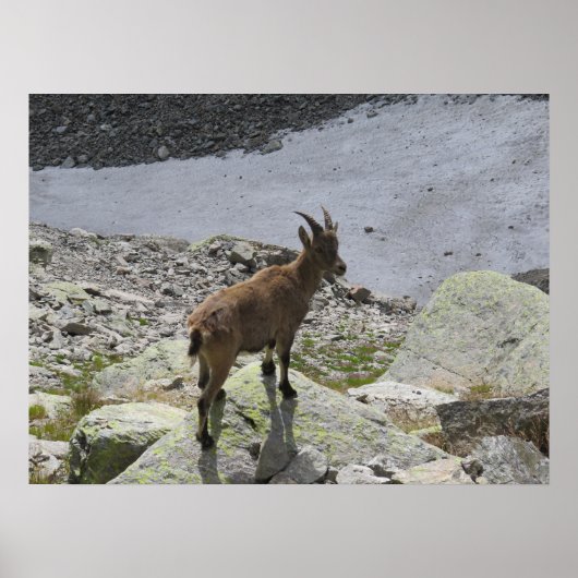 Ibex Chamonix French Alps Poster (Voorkant)