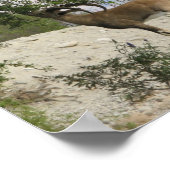 Ibex-driver Poster (Hoek)