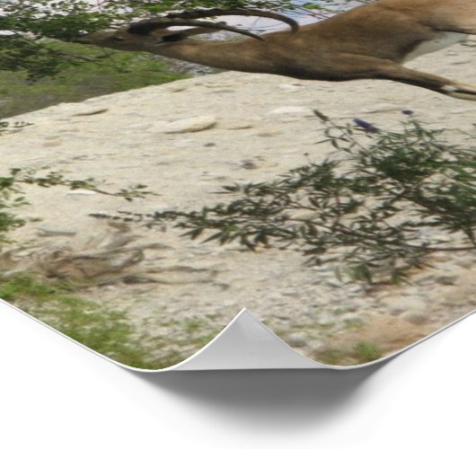 Ibex-driver Poster (Hoek)