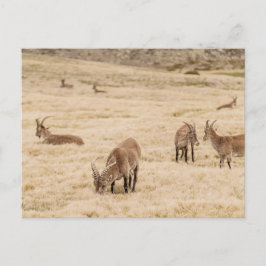 Ibex Herd Grazing in Sierra de Gredos, Spain Briefkaart