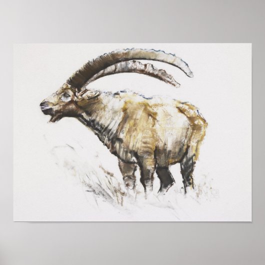 Ibex Noasca Poster (Voorkant)