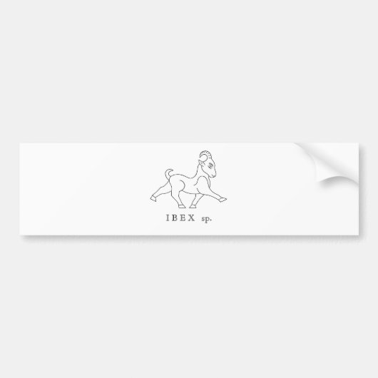 Ibex sp. Bouquetin Bumpersticker (Voorkant)