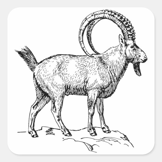 Ibex Vierkante Sticker (Voorkant)