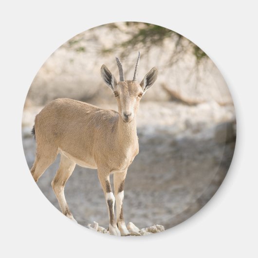 Ibex - Yael Magneet (Voorkant)