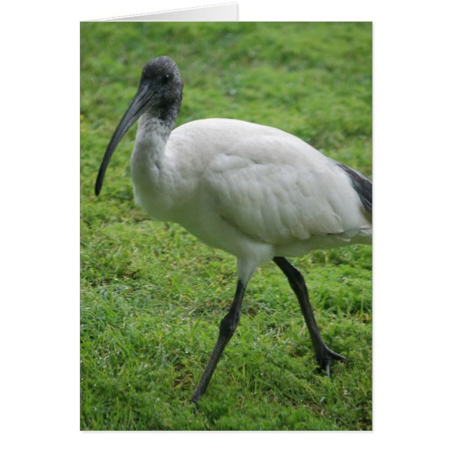 Ibis (Voorkant)