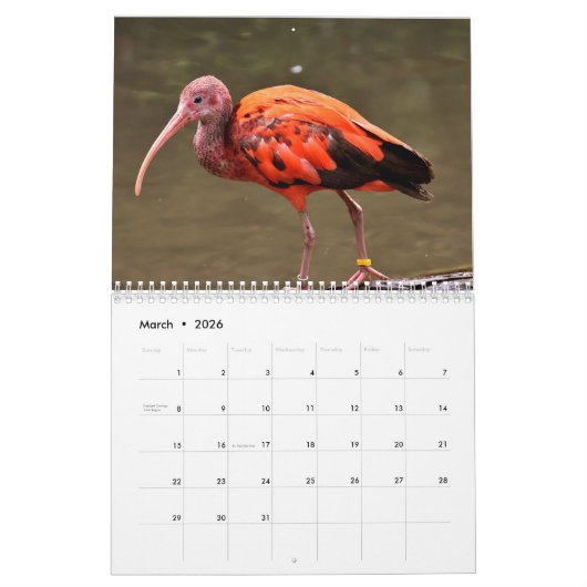 Ibis 2025 Kalender (Mar 2026)