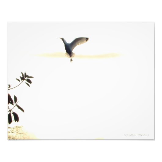 Ibis Ballet in Flight Photo Print Foto Afdruk (Voorkant)