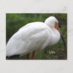 Ibis Bird Photo Briefkaart