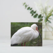 Ibis Bird Photo Briefkaart (Staand voorkant)