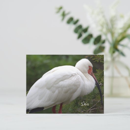 Ibis Bird Photo Briefkaart (Staand voorkant)
