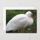 Ibis Bird Photo Briefkaart (Voorkant / Achterkant)