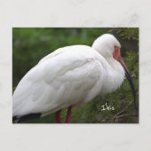 Ibis Bird Photo Briefkaart (Voorkant)