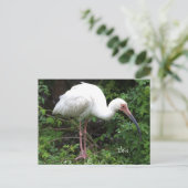 Ibis Bird Photo Briefkaart (Staand voorkant)