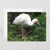 Ibis Bird Photo Briefkaart (Voorkant / Achterkant)