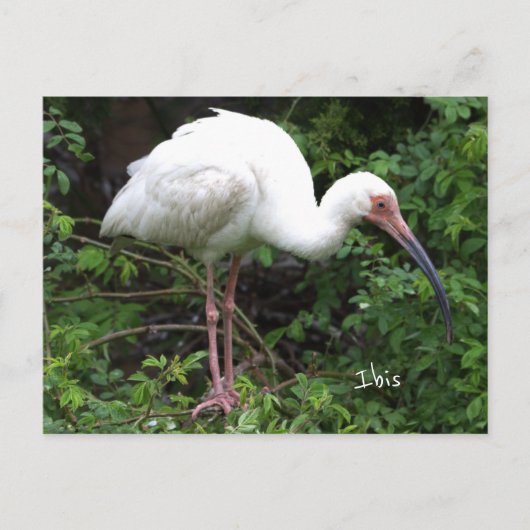 Ibis Bird Photo Briefkaart (Voorkant)