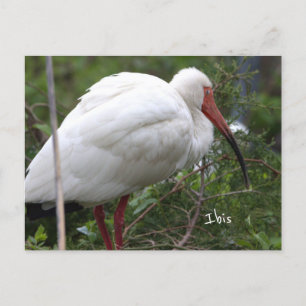 Ibis Bird Photo Briefkaart