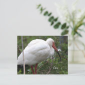 Ibis Bird Photo Briefkaart (Staand voorkant)