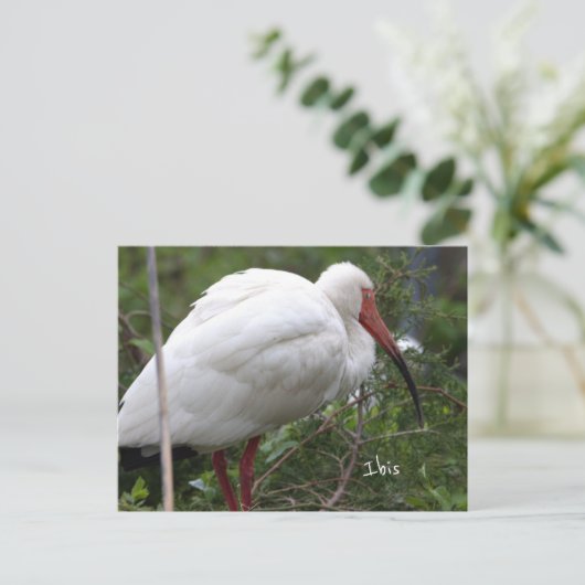 Ibis Bird Photo Briefkaart (Staand voorkant)