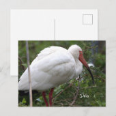 Ibis Bird Photo Briefkaart (Voorkant / Achterkant)