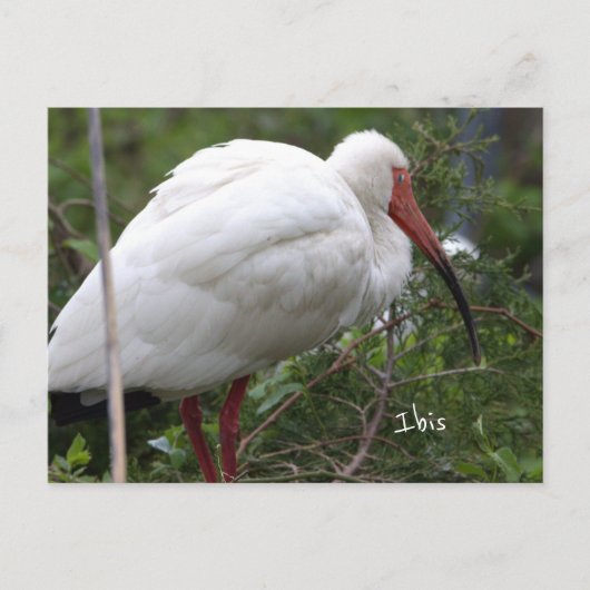 Ibis Bird Photo Briefkaart (Voorkant)
