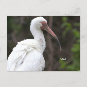 Ibis Bird Photo Briefkaart