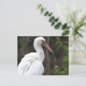 Ibis Bird Photo Briefkaart (Staand voorkant)
