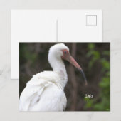 Ibis Bird Photo Briefkaart (Voorkant / Achterkant)