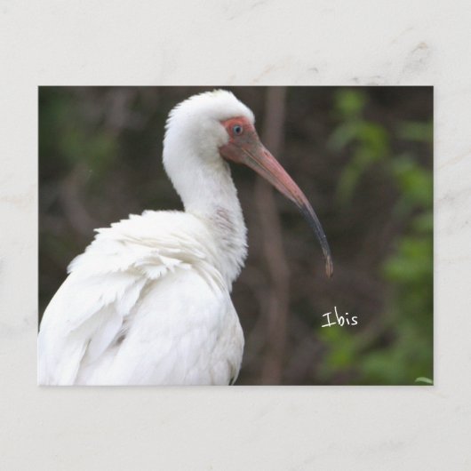 Ibis Bird Photo Briefkaart (Voorkant)