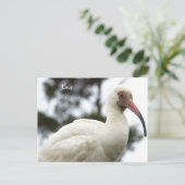 Ibis Bird Photo Briefkaart (Staand voorkant)
