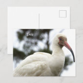 Ibis Bird Photo Briefkaart (Voorkant / Achterkant)
