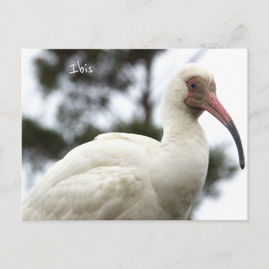 Ibis Bird Photo Briefkaart (Voorkant)
