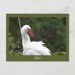Ibis Bird Photo Briefkaart