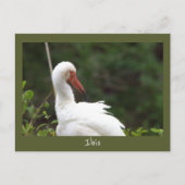 Ibis Bird Photo Briefkaart (Voorkant)