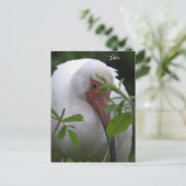 Ibis Bird Photo Briefkaart (Staand voorkant)