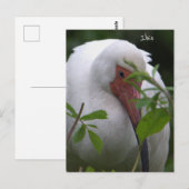 Ibis Bird Photo Briefkaart (Voorkant / Achterkant)