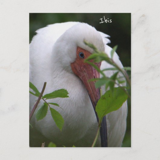 Ibis Bird Photo Briefkaart (Voorkant)
