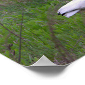 Ibis Bird Photo Poster (Hoek)