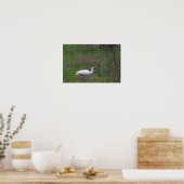 Ibis Bird Photo Poster (Keuken)