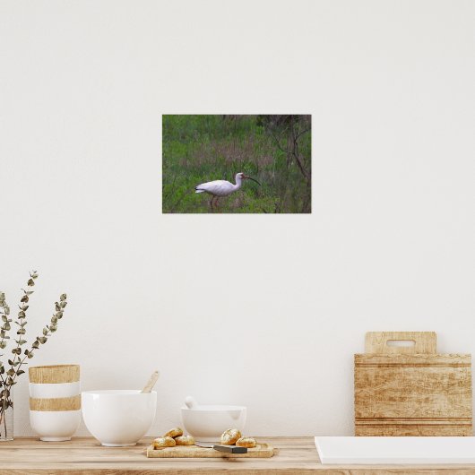 Ibis Bird Photo Poster (Keuken)