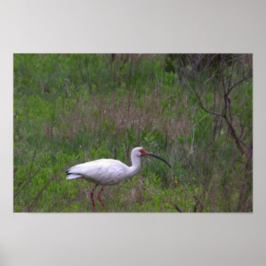 Ibis Bird Photo Poster (Voorkant)