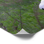 Ibis Bird Photo Poster (Hoek)