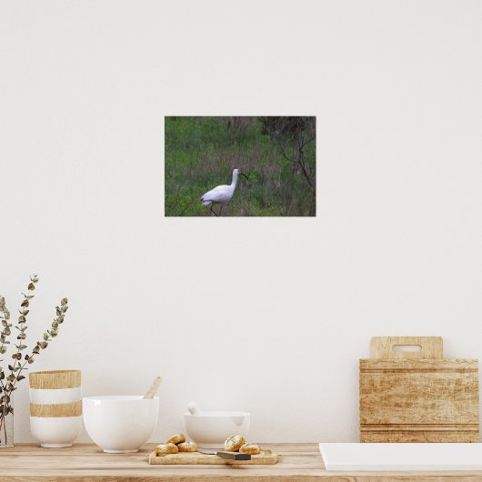 Ibis Bird Photo Poster (Keuken)