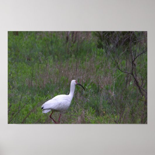 Ibis Bird Photo Poster (Voorkant)