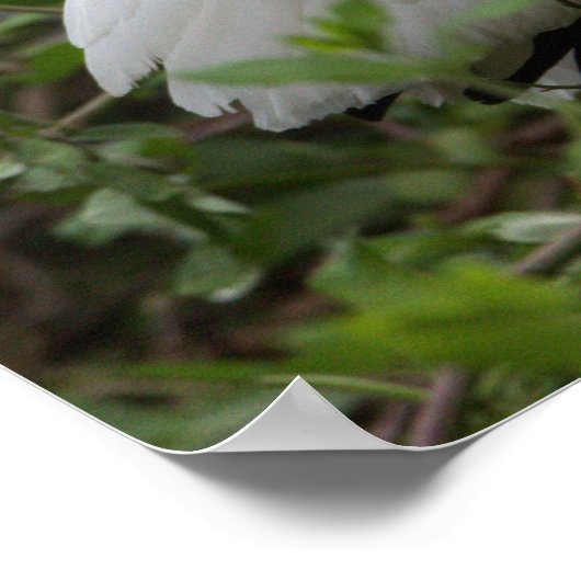 Ibis Bird Poster (Hoek)