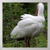 Ibis Bird Poster (Voorkant)