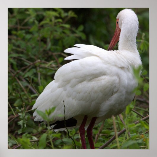 Ibis Bird Poster (Voorkant)