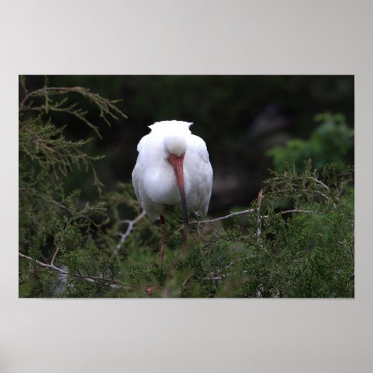 Ibis Bird Poster (Voorkant)