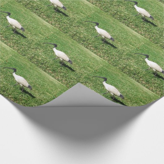 Ibis Cadeaupapier (Hoek)